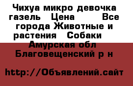 Чихуа микро девочка газель › Цена ­ 65 - Все города Животные и растения » Собаки   . Амурская обл.,Благовещенский р-н